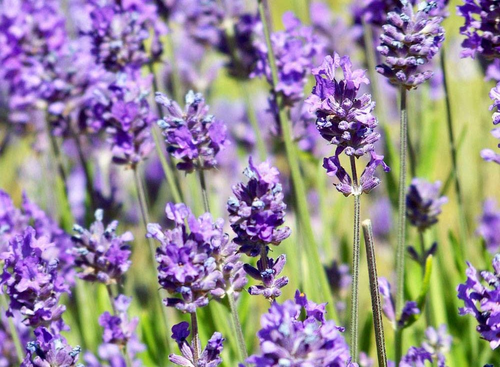 dwarf-lavender-lavandula-angustifolia-little-lady-flowers-close-up-aspect-ratio-600x440-3